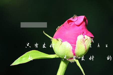 只有支付寶的轉(zhuǎn)賬記錄可以起訴嗎-只有支付寶的轉(zhuǎn)賬記錄可以起訴嗎法院