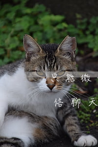 只能微信聊天截图起诉的胜算多大-只有微信聊天截图可以起诉吗