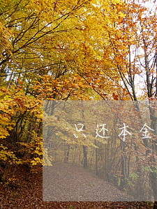 只还本金违法吗(只还本金违法吗知乎)