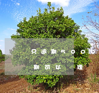 只逾期5000元能辦個性化分期嗎-剛逾期可以辦理個性化分期嗎