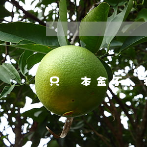 只還本金不還利息怎么辦（錢到到只還本金）