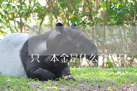 只還本金是什么意思（只還本金可以么）
