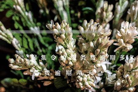 召集令的服务费逾期多久打电话-召集令服务费逾期两天