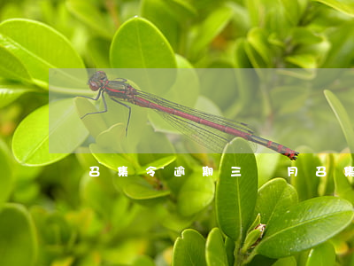 召集令逾期三個月（召集令逾期3個月會起訴嗎）