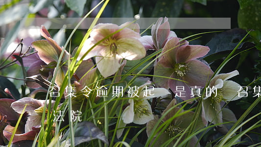 召集令逾期被起訴是真的嗎(召集令逾期會上法院嗎)