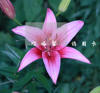 叮咚智還信用卡逾期(叮咚智還app)