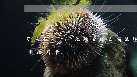 可以不經過縣法院直接去省法院嗎(省法院歸省政府管嗎)