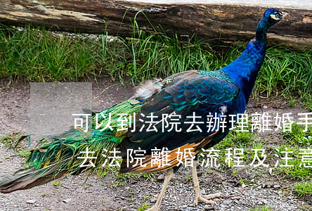 可以到法院去辦理離婚手續(xù)嗎(直接去法院離婚流程及注意事項(xiàng))