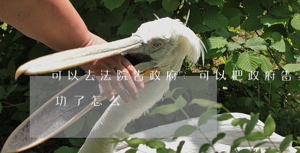 可以去法院告政府嗎(可以把政府告上法院成功了怎么辦)