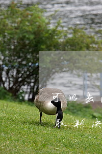 可以去法院调取判决书吗(本人可以去法院调取判决书吗)