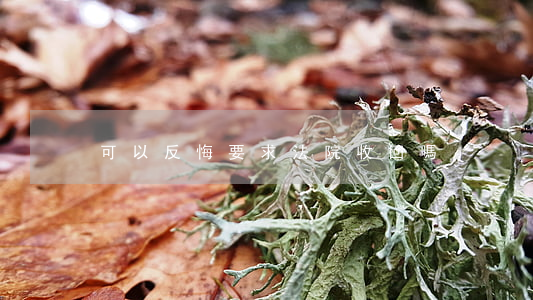 可以反悔要求法院收回嗎