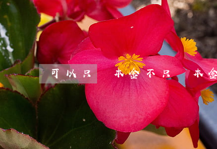 可以只還本金不 只還本金不還利息
