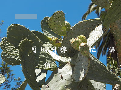 可以叫律師幫忙帶信進去嗎(律師可以幫家屬帶信嗎)