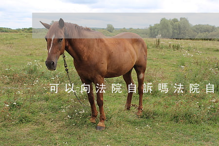 可以向法院自訴嗎(法院自訴需要多少錢)