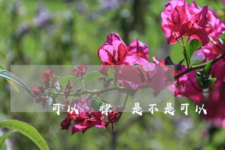可以嗎律師(是不是可以請律師)
