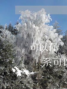 可以在兩個法院同時起訴嗎(兩個不同的法律關系可以一起起訴)