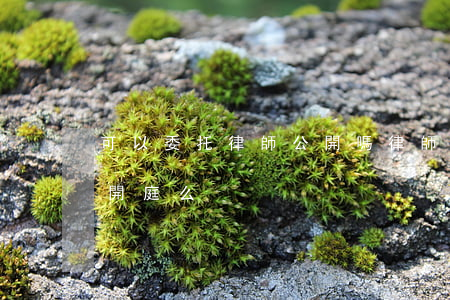 可以委托律師公開嗎(律師可以委托別的律師開庭么)