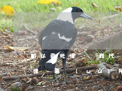 可以委托律師幫我代還信用卡嗎(信用卡委托律師事務(wù)所打電話說還款)