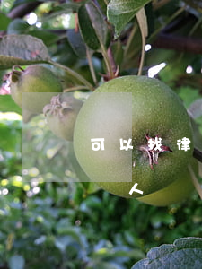 可以找律師作為公證人嗎(可以找律師作為公證人嗎)