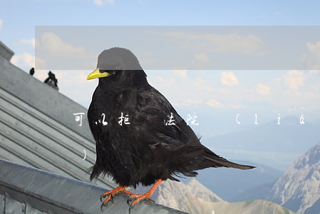 可以拒絕法院聯(lián)調(diào)嗎