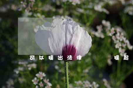 可以提出法律訴訟嗎(提起訴訟是法律行為嗎)