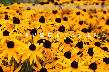 可以查信用卡是否逾期么(怎樣查信用卡逾期)