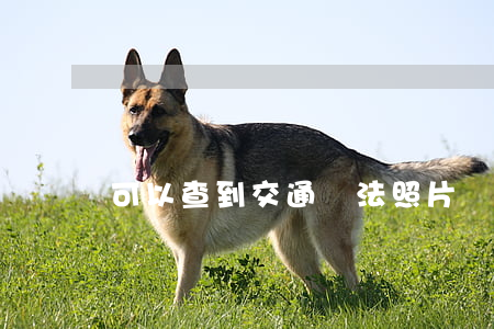 可以查到交通違法照片嗎(違章可以查到照片嗎)