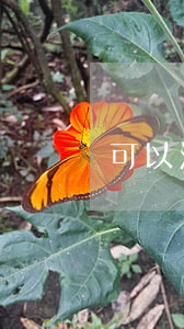 可以法院调取吗(可以调取别人的判决书吗)
