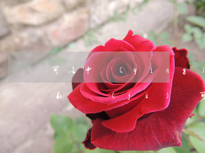 可以申請(qǐng)法院調(diào)取證據(jù)嗎(可申請(qǐng)法院調(diào)取的證據(jù))