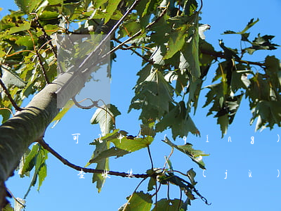 可以申請(qǐng)法院調(diào)查收集證據(jù)嗎(法院調(diào)查收集證據(jù)的范圍)