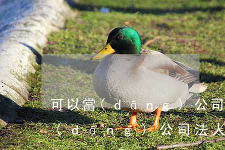 可以當(dāng)公司法人嗎(黑戶可以當(dāng)公司法人嗎)