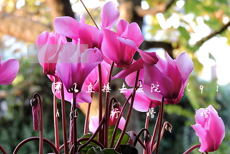 可以直接去法院強(qiáng)制執(zhí)行離婚嗎(離婚財(cái)產(chǎn)不給,法院申請(qǐng)強(qiáng)制執(zhí)行)