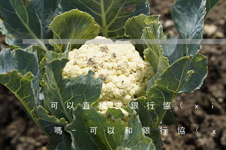 可以直接去銀行協(xié)商個性化分期嗎-可以和銀行協(xié)商個性化還款嗎