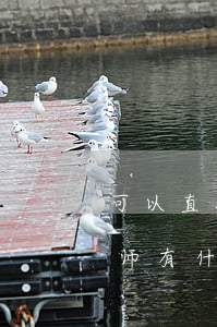 可以直接委托律师代理吗(代理律师和委托律师有什么区别)