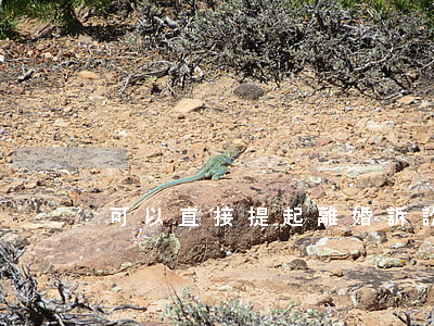 可以直接提起離婚訴訟嗎(起訴怎么可以離婚)