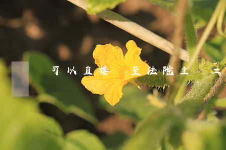 可以直接訴至法院主張工傷賠償嗎