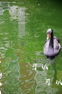 可以給自己的親戚當(dāng)律師么(律師可以幫親戚打官司嗎)