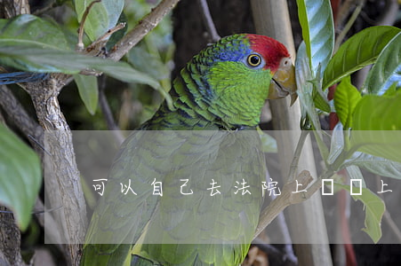 可以自己去法院上訴嗎(上訴可以自己上訴嗎)