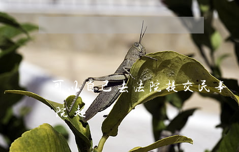 可以自己去法院提交民事訴訟嗎(自己能去法院起訴嗎?)