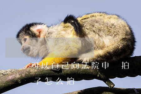 可以自己向法院申請拍賣房子嗎(法院拍賣房子,怎么拍賣)