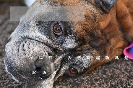可以自行去法院起訴嗎(起訴別人可以自己去起訴么)