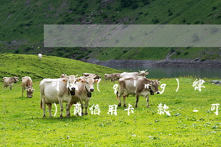 可以請(qǐng)律師和銀行協(xié)商信用卡還款嗎-可以請(qǐng)律師和銀行協(xié)商信用卡還款嗎多少錢