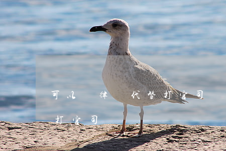 可以請律師代替打官司嗎(不是律師可以幫人打官司嗎)