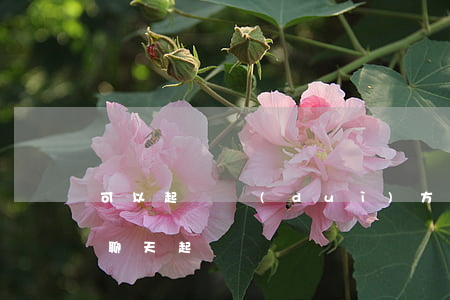 可以起訴對(duì)方微信嗎 可以憑微信聊天起訴嗎