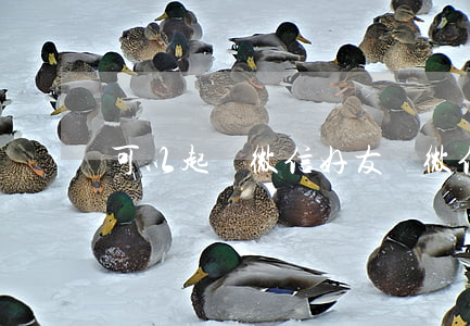 可以起訴微信好友嗎(微信能起訴他人嗎)