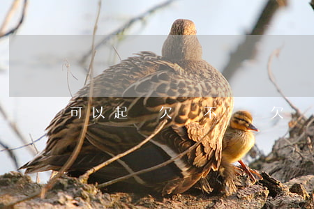 可以起訴欠錢不還錢(欠錢不還能起訴)