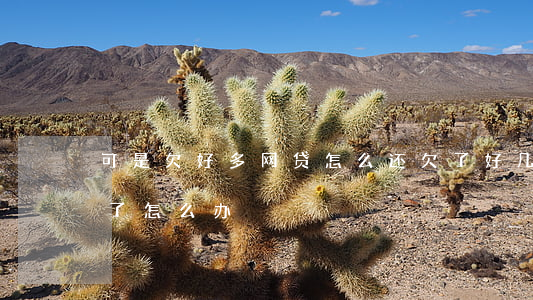 可是欠好多网贷怎么还(欠了好几家网贷还不了怎么办)