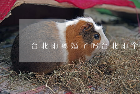台北雨离婚了吗(台北雨个人资料)
