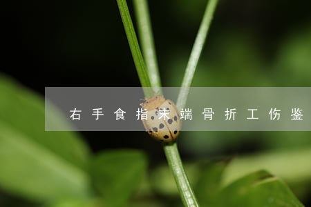 右手食指末端骨折工伤鉴定委托范本是什么