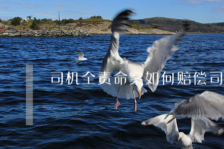 司机全责命案如何赔偿,司机负全责怎么赔偿 司机全责命案如何赔偿,司机负全责怎么赔偿